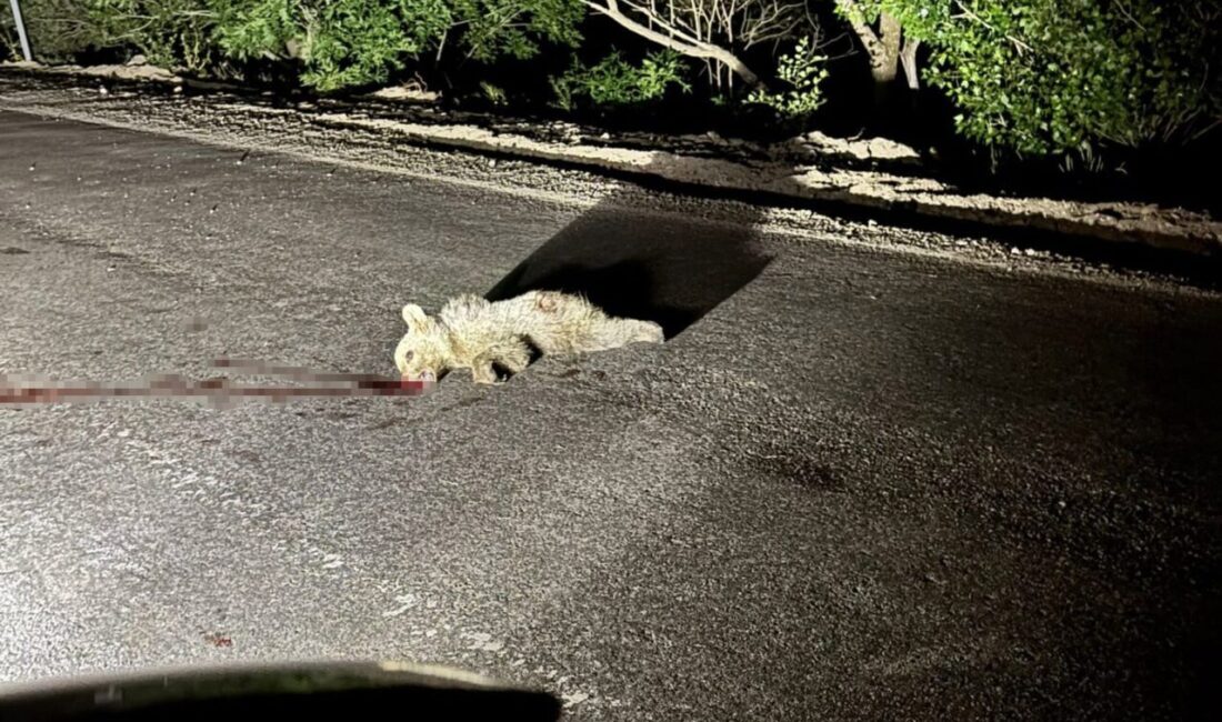 Tunceli’nin Pülümür ilçesinde karayoluna çıkan yavru ayı, bir aracın çarpması
