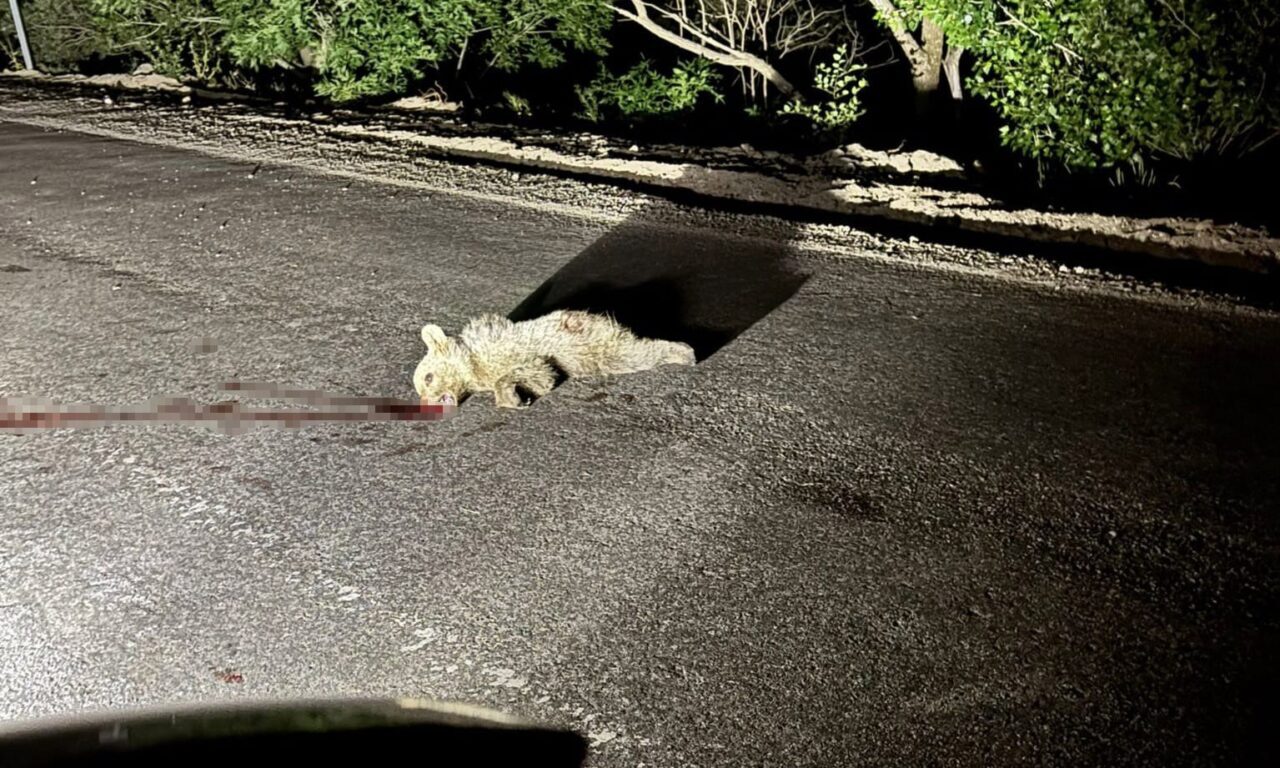 Tunceli’nin Pülümür ilçesinde karayoluna çıkan yavru ayı, bir aracın çarpması