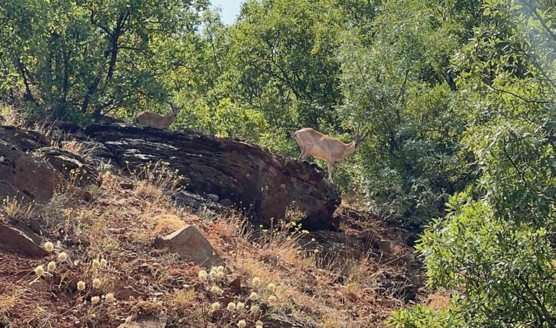 Tunceli’nin Ovacık ilçe yolundaki ormanlık alanda, nesli tükenme tehlikesi altındaki