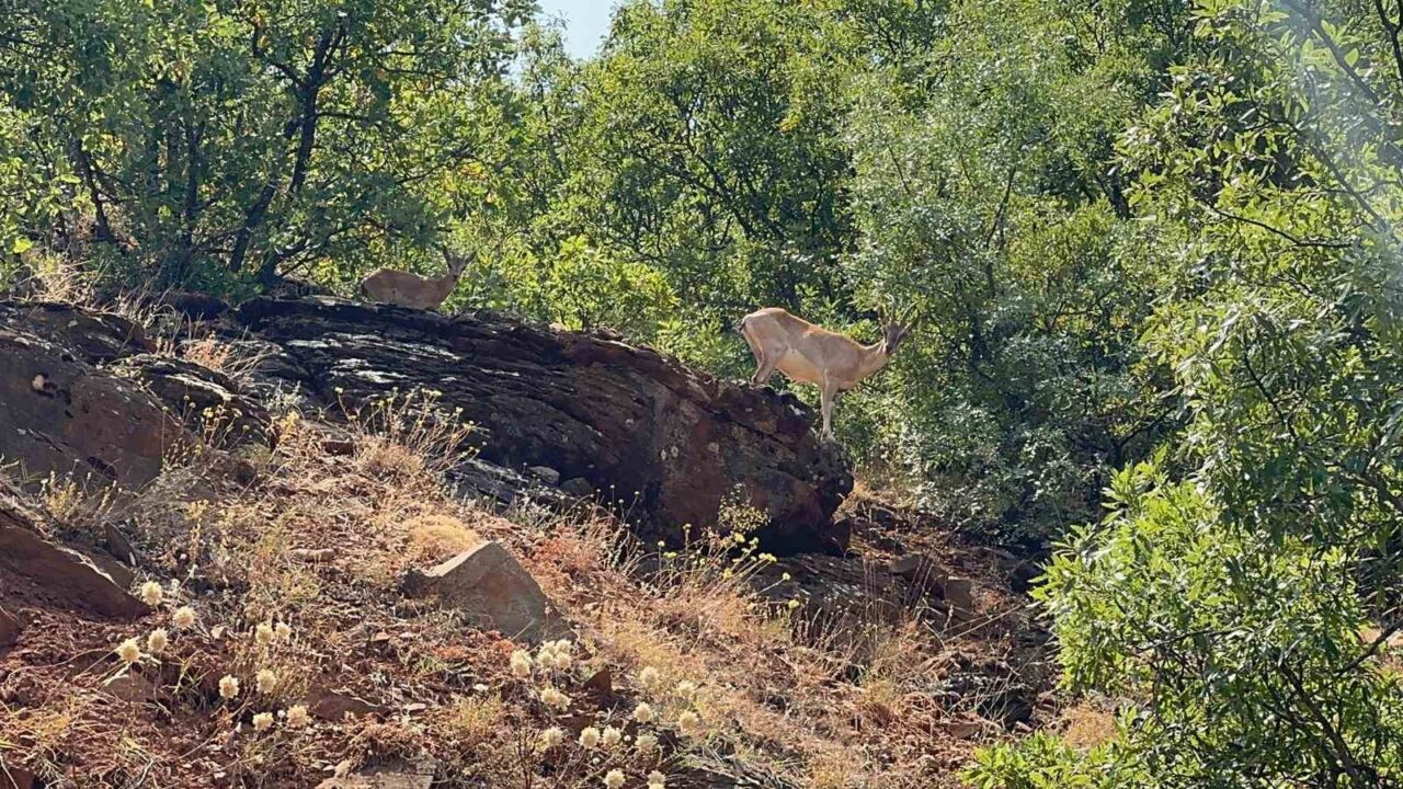 Tunceli’nin Ovacık ilçe yolundaki ormanlık alanda, nesli tükenme tehlikesi altındaki