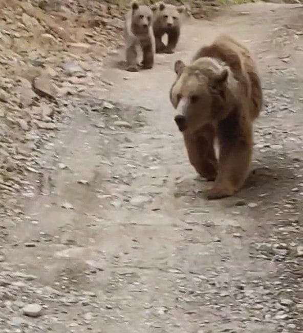 Tunceli’nin Munzur Vadisi’nde, doğaseverlerin objektifine yansıyan görüntüler izleyenleri adeta etkiledi.