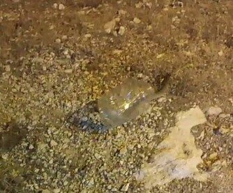 Tunceli’de, kız yurdunda kontrollü şekilde yakalanan engerek yılanı, ekipler tarafından