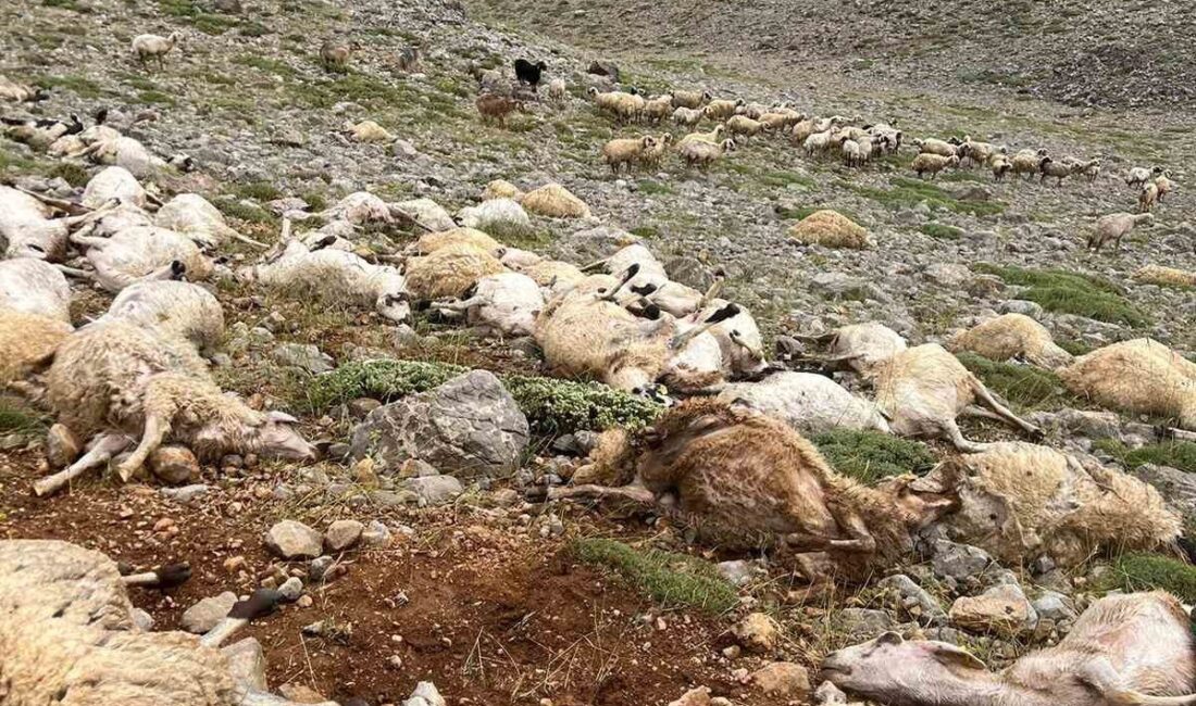 Tunceli’nin Ovacık ilçesinde bir yaylada sürüye yıldırım isabet etti, 200