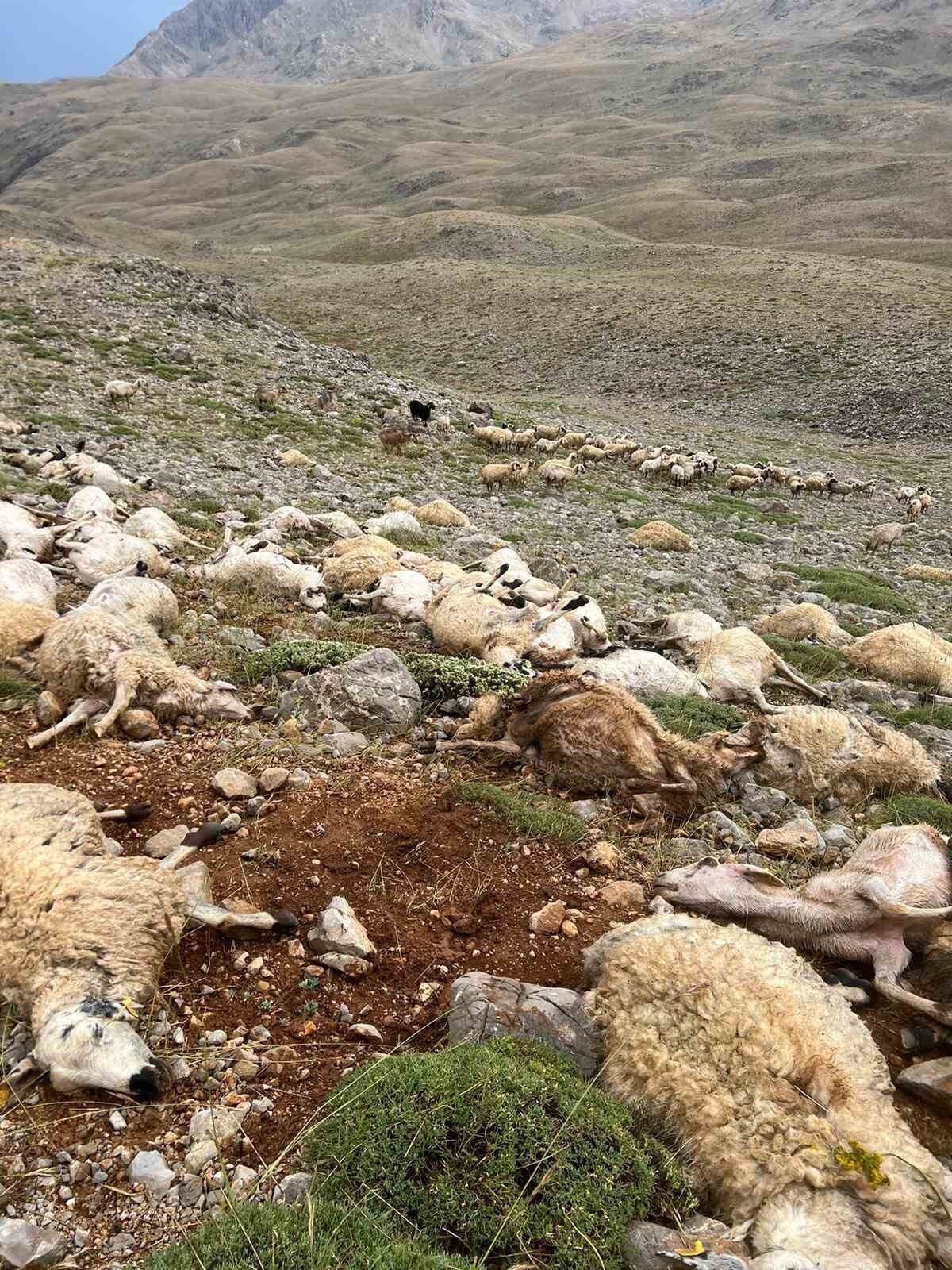 Tunceli’nin Ovacık ilçesinde bir yaylada sürüye yıldırım isabet etti, 200