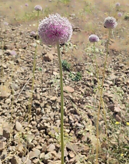 Tunceli’nin coğrafi işaret tescilli dağ sarımsağı, bilinçsiz toplanması nedeniyle tehdit