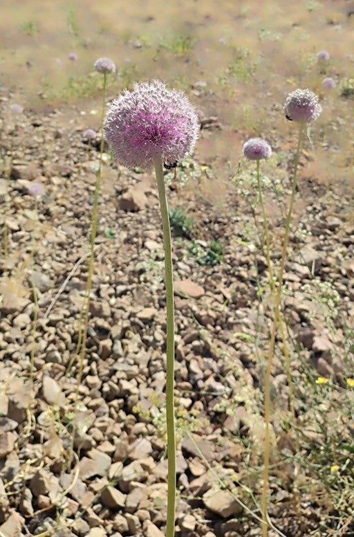 Tunceli’nin coğrafi işaret tescilli dağ sarımsağı, bilinçsiz toplanması nedeniyle tehdit