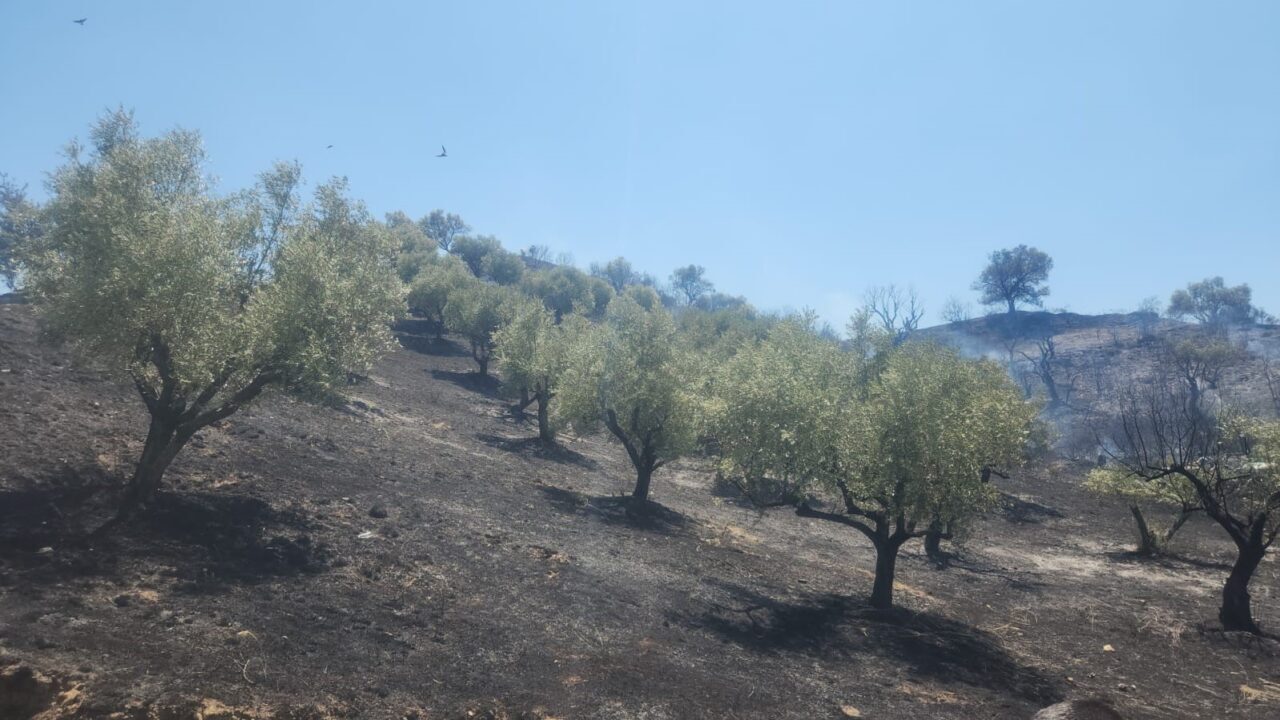 Manisa’nın Turgutlu ilçesi Derbent Mahallesi’nde yerleşim yerlerine yakın bölgede çıkan