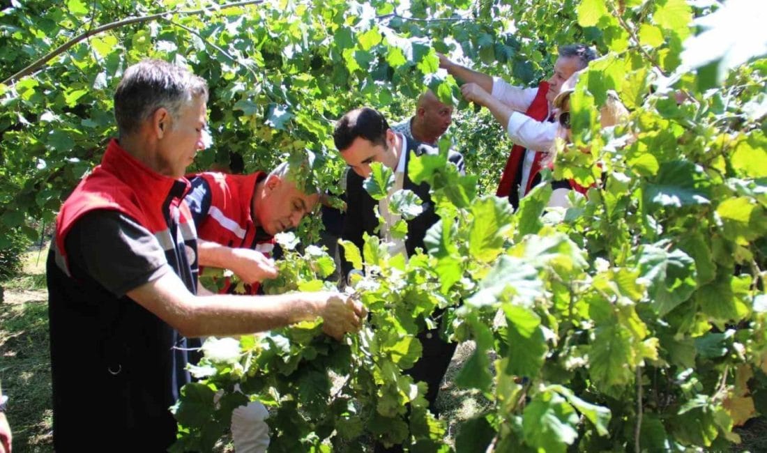 Türkiye’de Ordu’dan sonra en çok fındık üretilen ikinci il olan