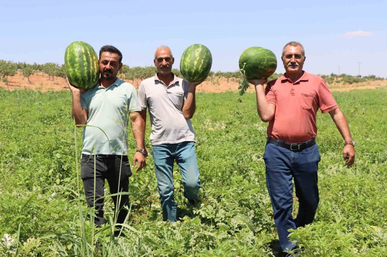 Farklı tadı ve aromasıyla Şanlıurfa’nın Yaylak kırsal Mahallesinde yetişen karpuz,