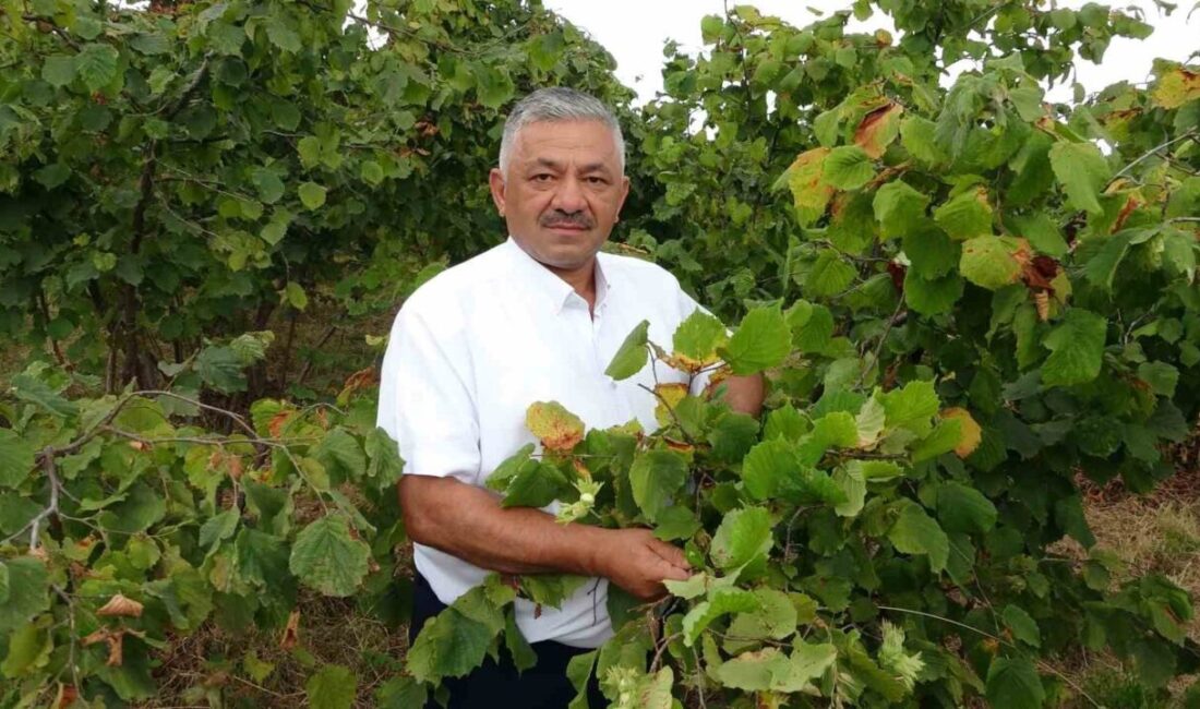 Türkiye’de en fazla fındık üretiminin yapıldığı Ordu’da, nisan ayında etkili