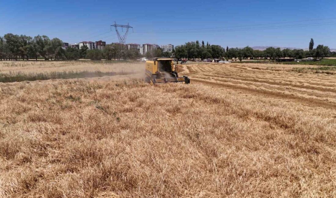Türkiye’nin tahıl ambarı Sivas’ta buğday ve arpa hasadı başladı. Tarlalara