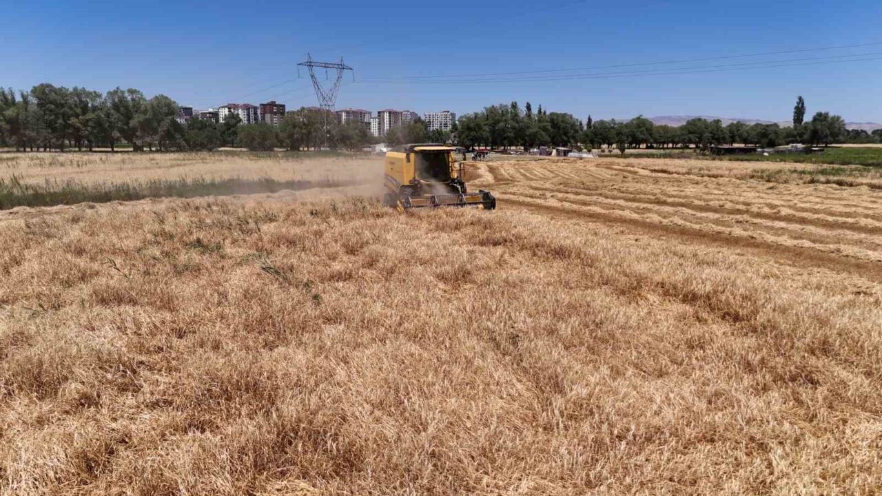 Türkiye’nin tahıl ambarı Sivas’ta buğday ve arpa hasadı başladı. Tarlalara