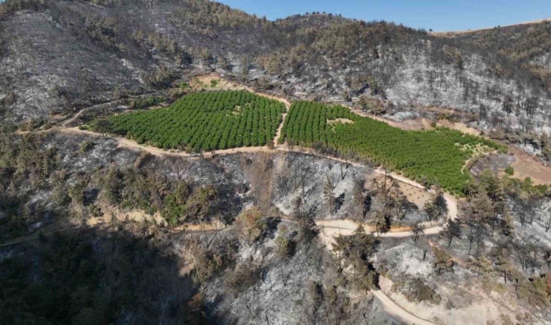 Bursa’nın Gürsu ilçesinde çıkan orman yangınında griye dönen alanda bir