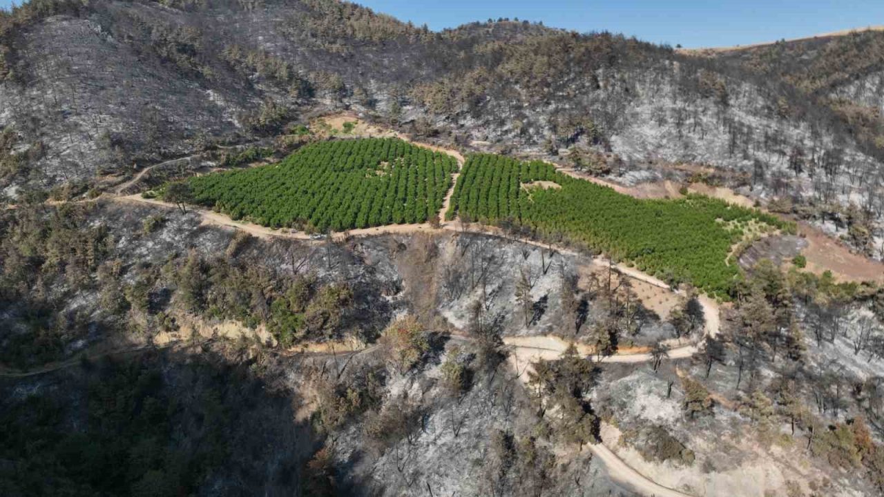 Bursa’nın Gürsu ilçesinde çıkan orman yangınında griye dönen alanda bir