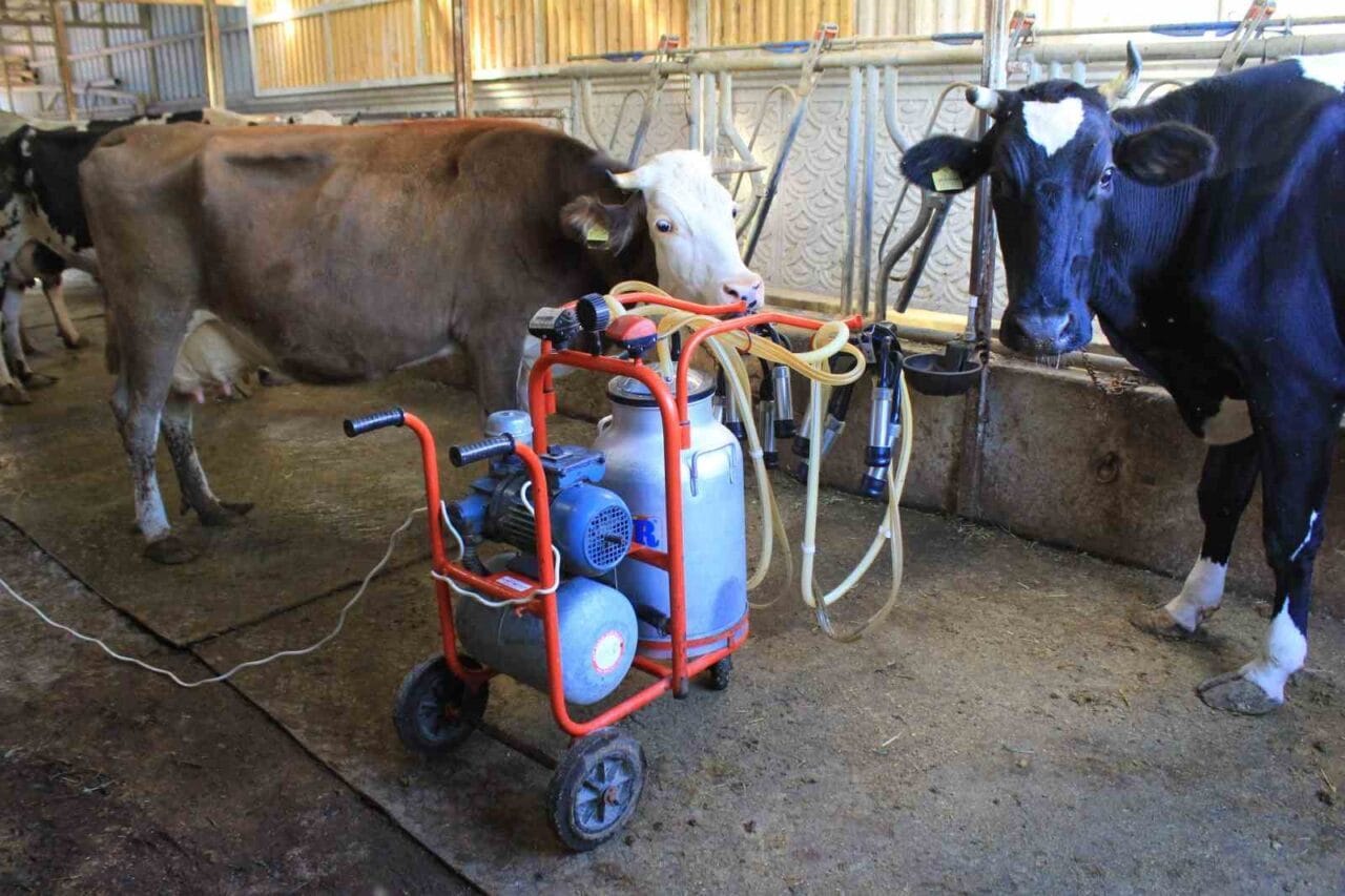 Tüm Süt, Et ve Damızlık Sığır Yetiştiricileri Birliği (TÜSEDAD), 1