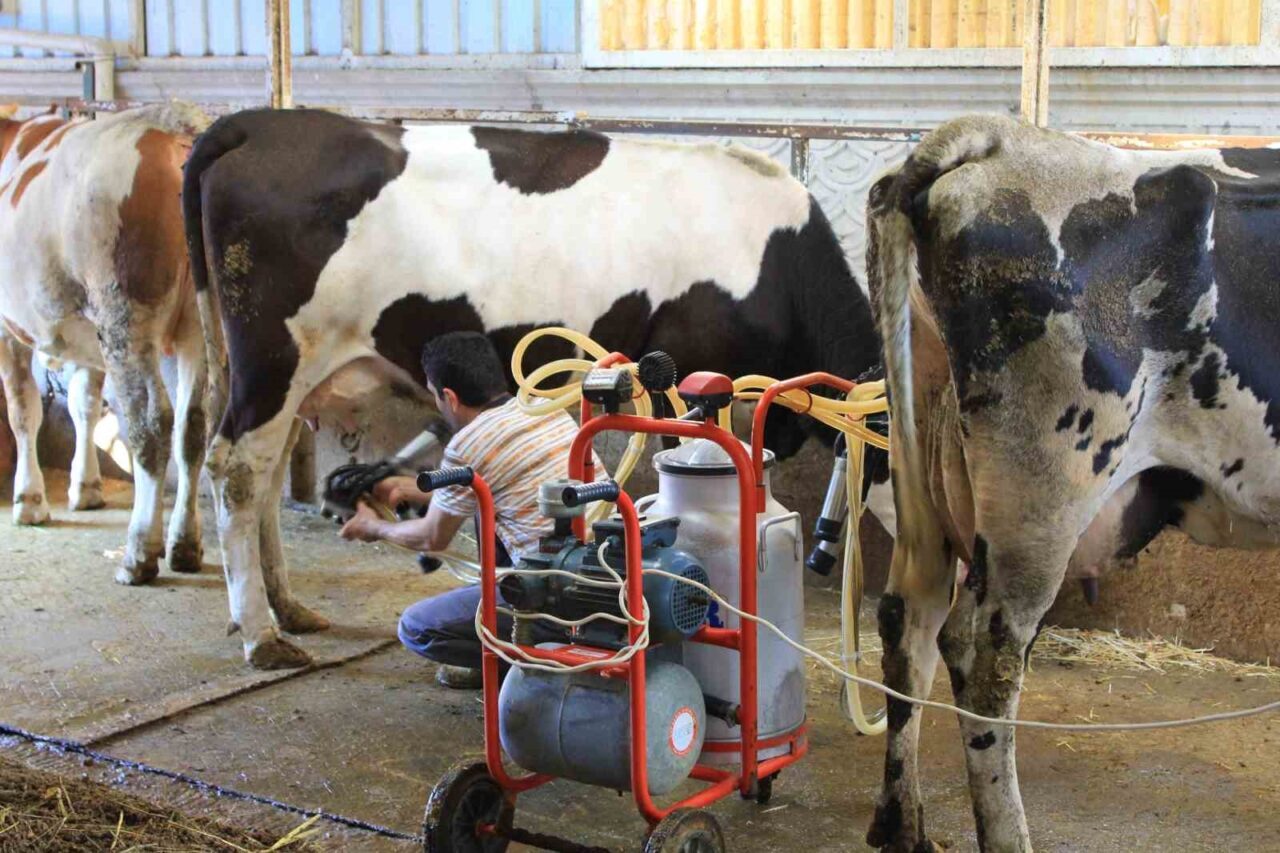 Tüm Süt, Et ve Damızlık Sığır Yetiştiricileri Derneği (TÜSEDAD), çiğ