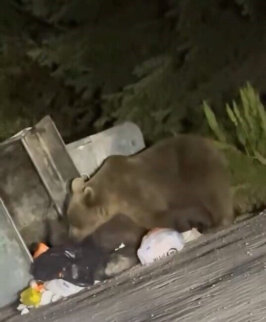 Türkiye’nin önemli turizm merkezlerinden biri olan Uludağ’da aç kalan ayı