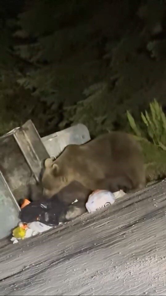 Türkiye’nin önemli turizm merkezlerinden biri olan Uludağ’da aç kalan ayı