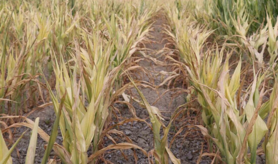 Denizli Büyükşehir Belediyesi Su ve Kanalizasyon İdaresi (DESKİ) Genel Müdürlüğünce