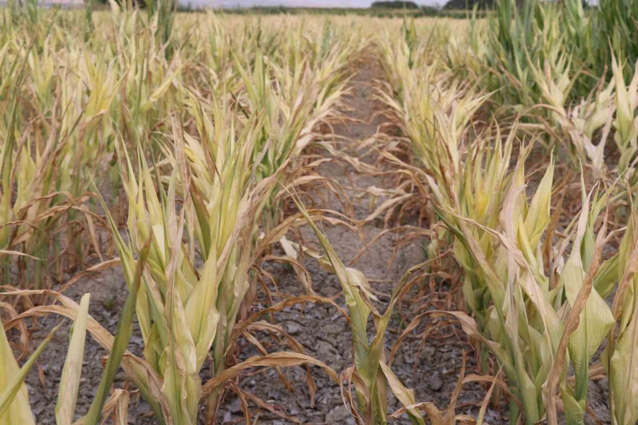 Denizli Büyükşehir Belediyesi Su ve Kanalizasyon İdaresi (DESKİ) Genel Müdürlüğünce