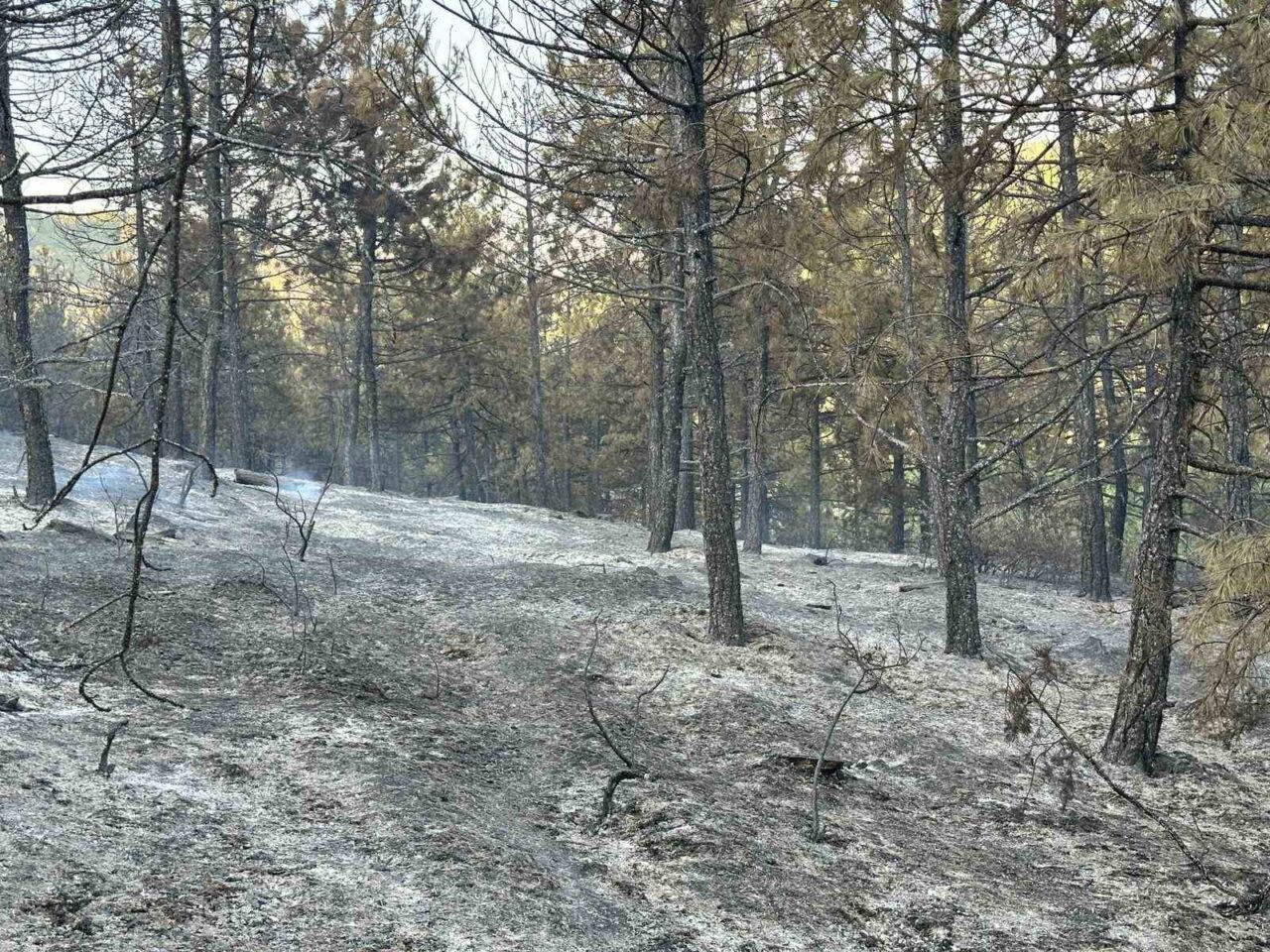 Uşak’taki orman yangını ekiplerin müdahalesi sonucu kısmen kontrol altına alınırken,