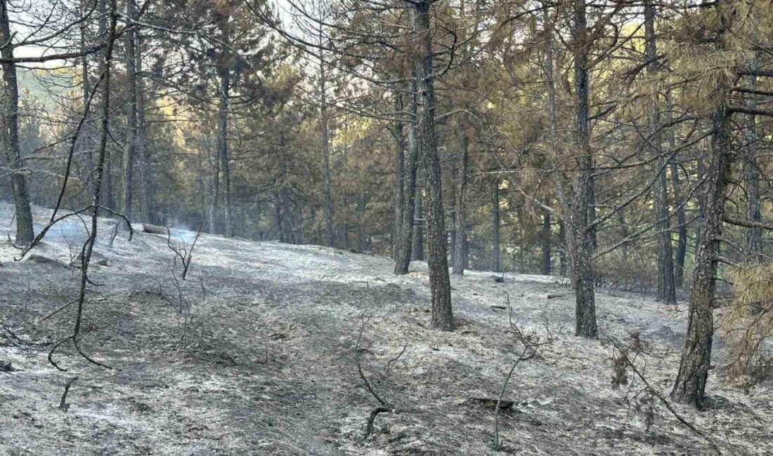 Uşak’taki orman yangını ekiplerin müdahalesi sonucu kontrol altına alındı. Yangın,