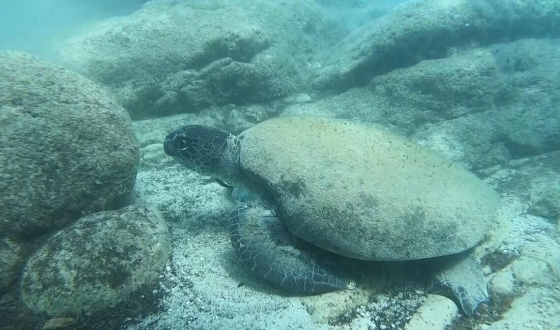 Antalya sahillerinde son dönemlerde yaşanan caretta caretta ısırma vakalarına değinen