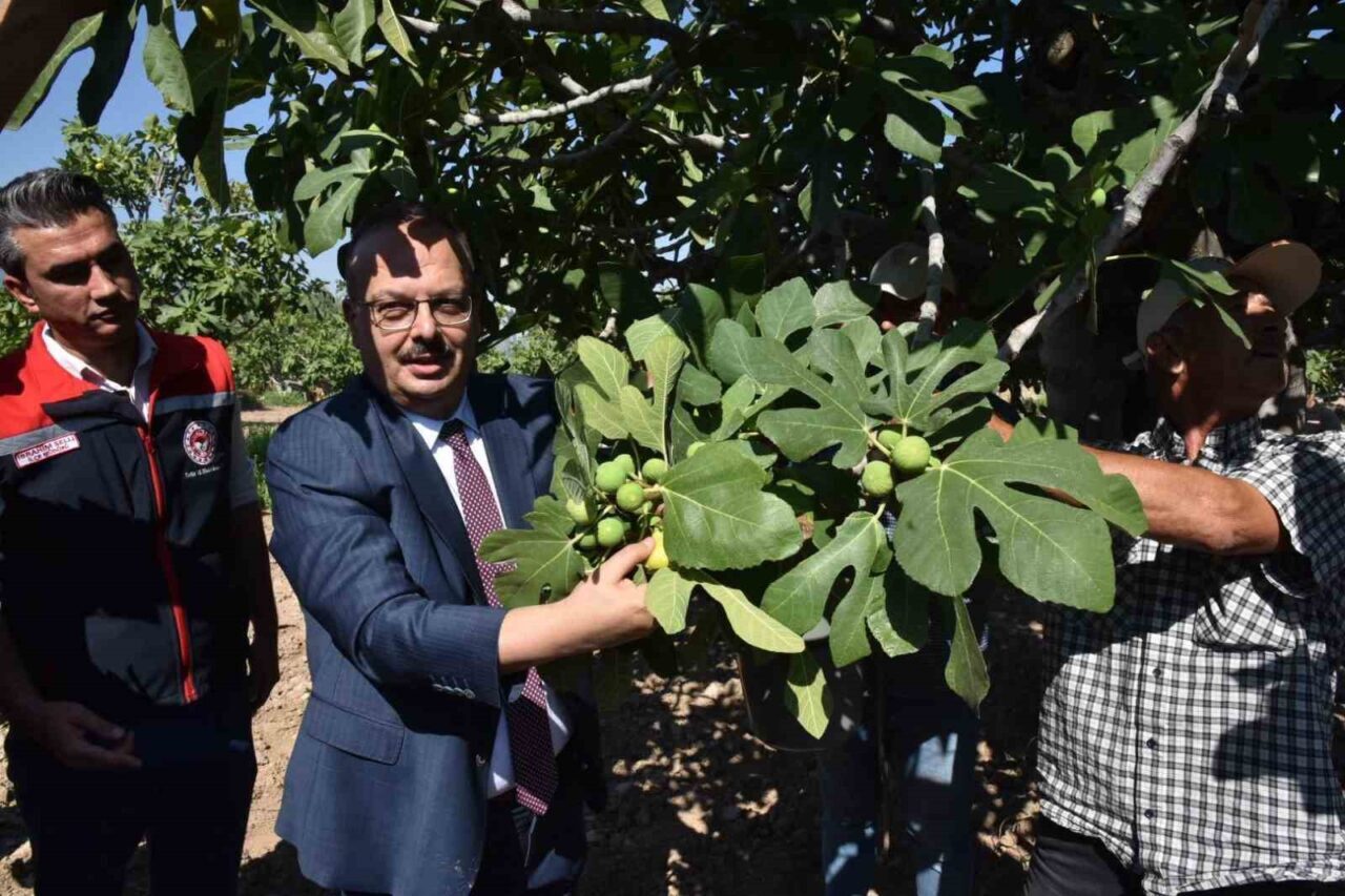 Aydın Valisi Yakup Canbolat, önemli incir üretim merkezlerinden olan Buharkent
