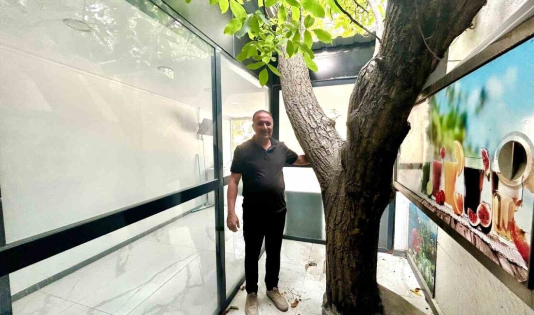 Van’da bir esnaf, iş yerinin tam ortasında bulunan asırlık ceviz