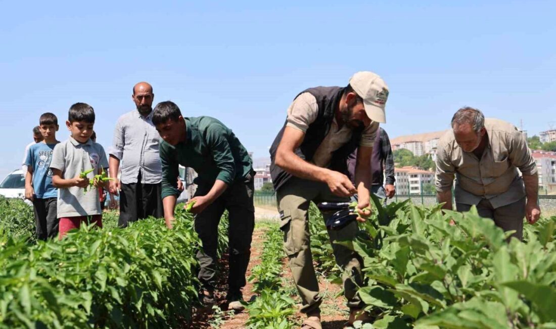 Elazığ’da üretici Mehmet Salih Kıran, vatandaşların organik ve ucuz sebze