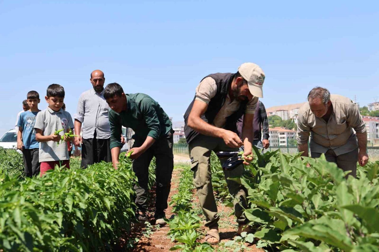 Elazığ’da üretici Mehmet Salih Kıran, vatandaşların organik ve ucuz sebze