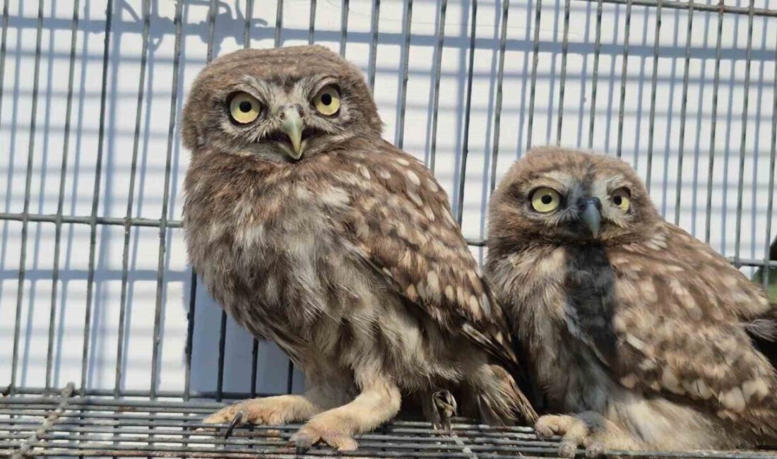 DÜZCE (İHA) – Düzce’de vatandaşlar tarafından bitkin halde bulunan 5