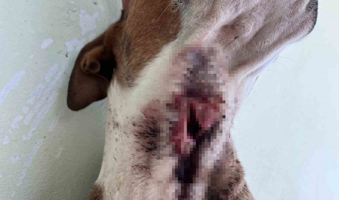 Elazığ’ın Baskil ilçesinde yaban domuzları, yerleşim yerlerine kadar inerek köpeklere