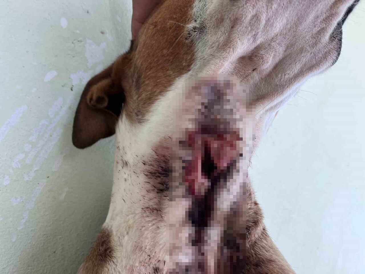 Elazığ’ın Baskil ilçesinde yaban domuzları, yerleşim yerlerine kadar inerek köpeklere
