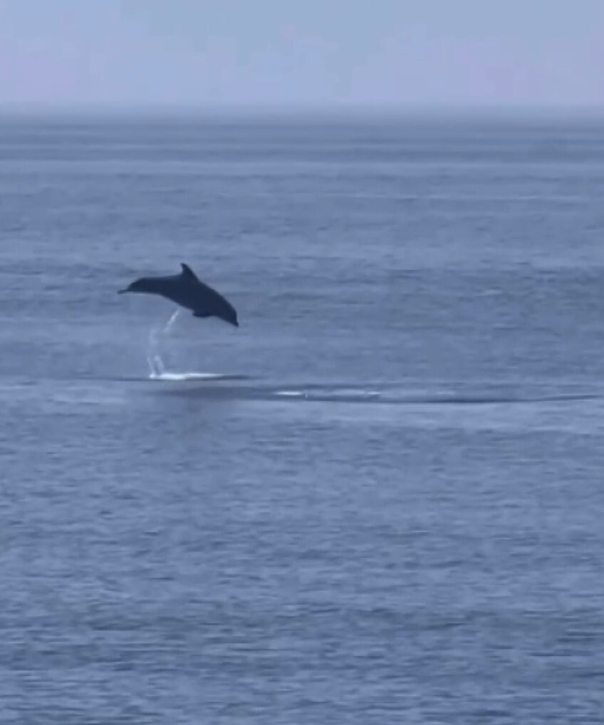 Yalova’nın Çınarcık ilçesine bağlı Esenköy beldesi açıklarında kıyıya kadar gelen