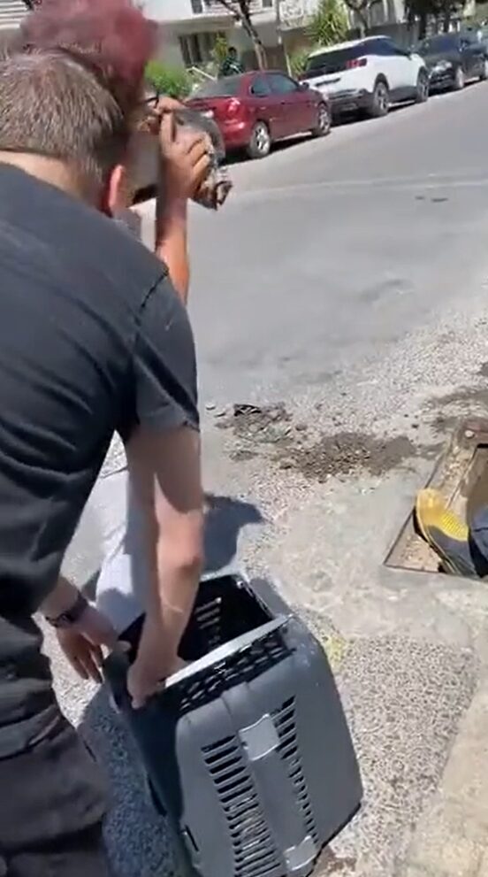 Yalova’da yağmur suyu kanalı içinde doğum yapan anne kedi ve