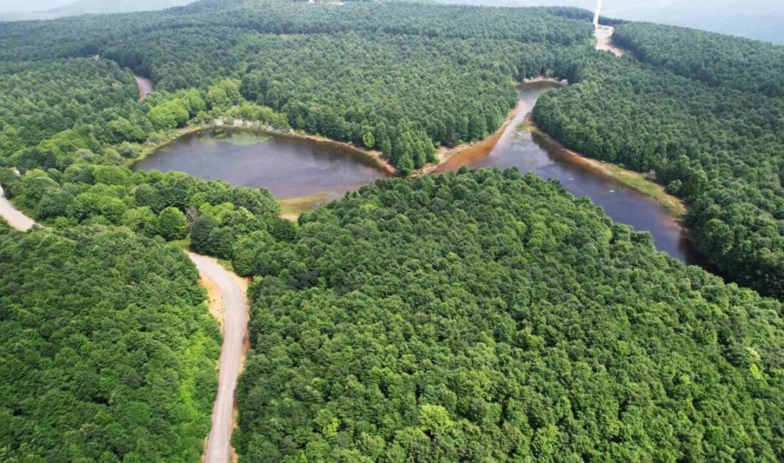 Yalova’da ikinci bir emre kadar il sınırları içindeki ormanlık alanlara