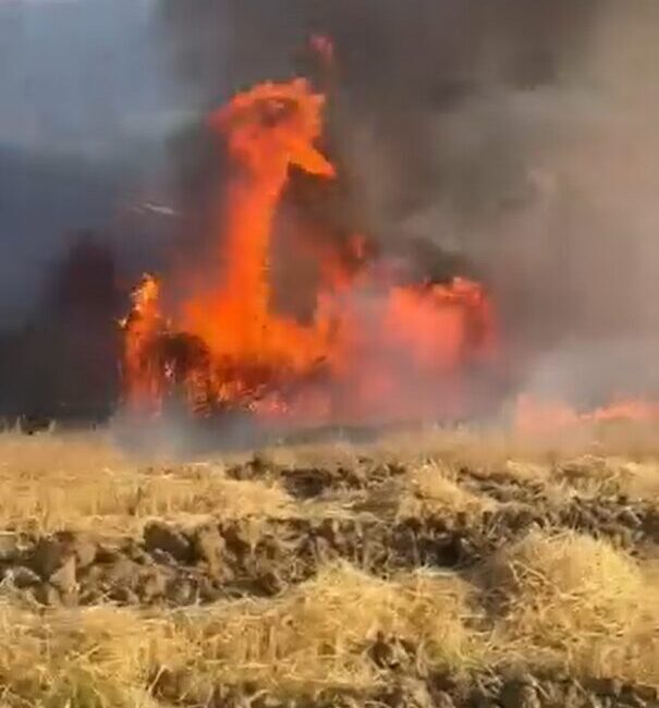 Yalova’nın Çiftlikköy ilçesinde tarlada çıkan yangında yüzlerce saman balyası kül