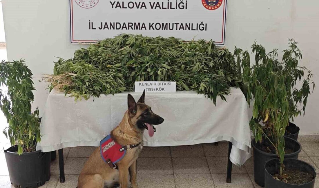 Yalova’nın Çınarcık ilçesinde jandarma tarafından düzenlenen uyuşturucu operasyonunda gözaltına alınan