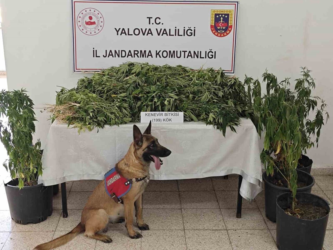 Yalova’nın Çınarcık ilçesinde jandarma tarafından düzenlenen uyuşturucu operasyonunda gözaltına alınan