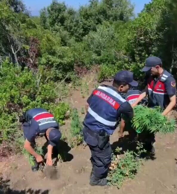 Yalova’da jandarma tarafından gerçekleştirilen operasyonda Armutlu ilçesindeki ormanlık alanda yasa