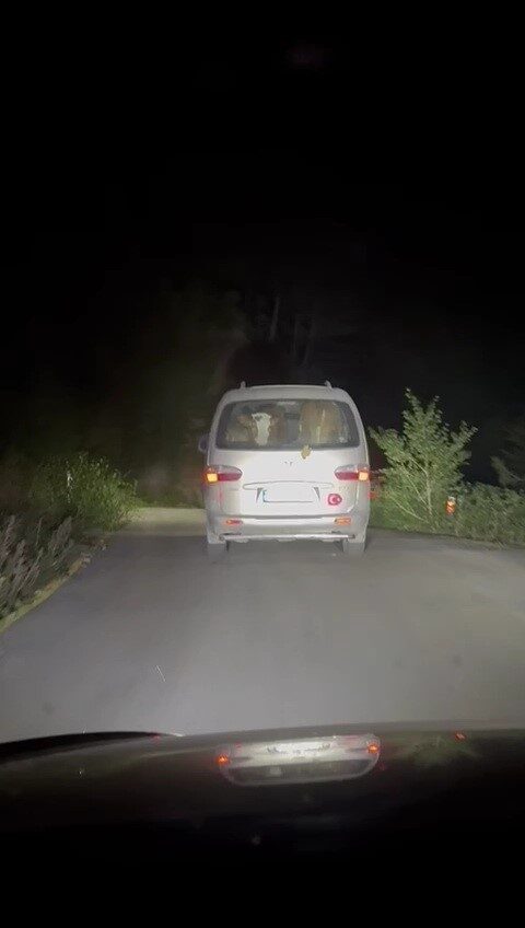 Karabük’te orman yangınında mahsur kalan büyükbaş hayvanlar kurtarılarak panelvan minibüsle