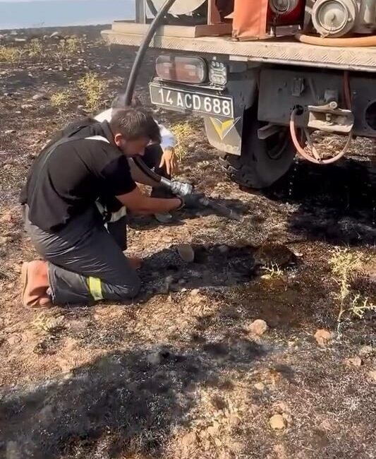 Bolu’nun Dörtdivan ilçesinde çıkan anız yangınında dumanlardan etkilenen bir kirpi,