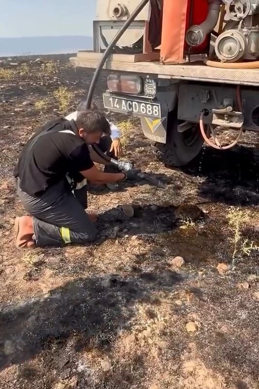 Bolu’nun Dörtdivan ilçesinde çıkan anız yangınında dumanlardan etkilenen bir kirpi,