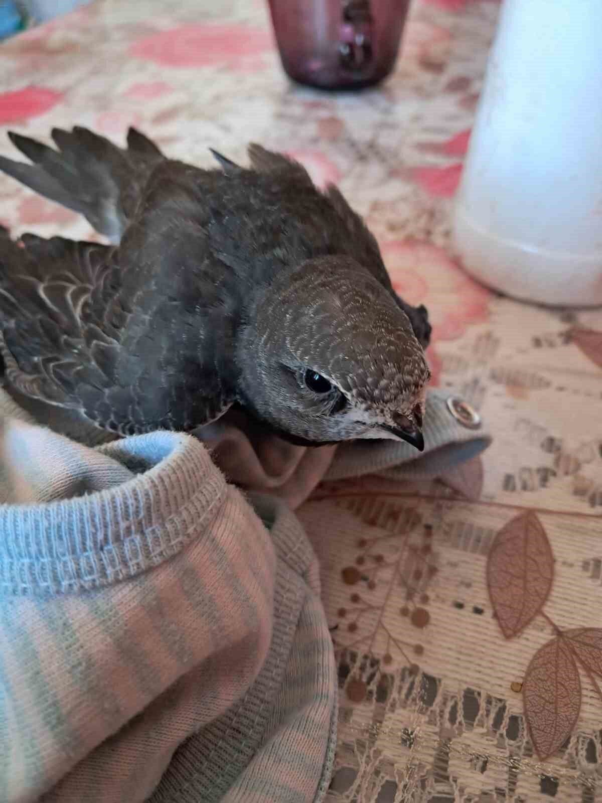 Eskişehir’de bir vatandaş tarafından yaralı halde bulunan ebabil kuşu, tedavisi