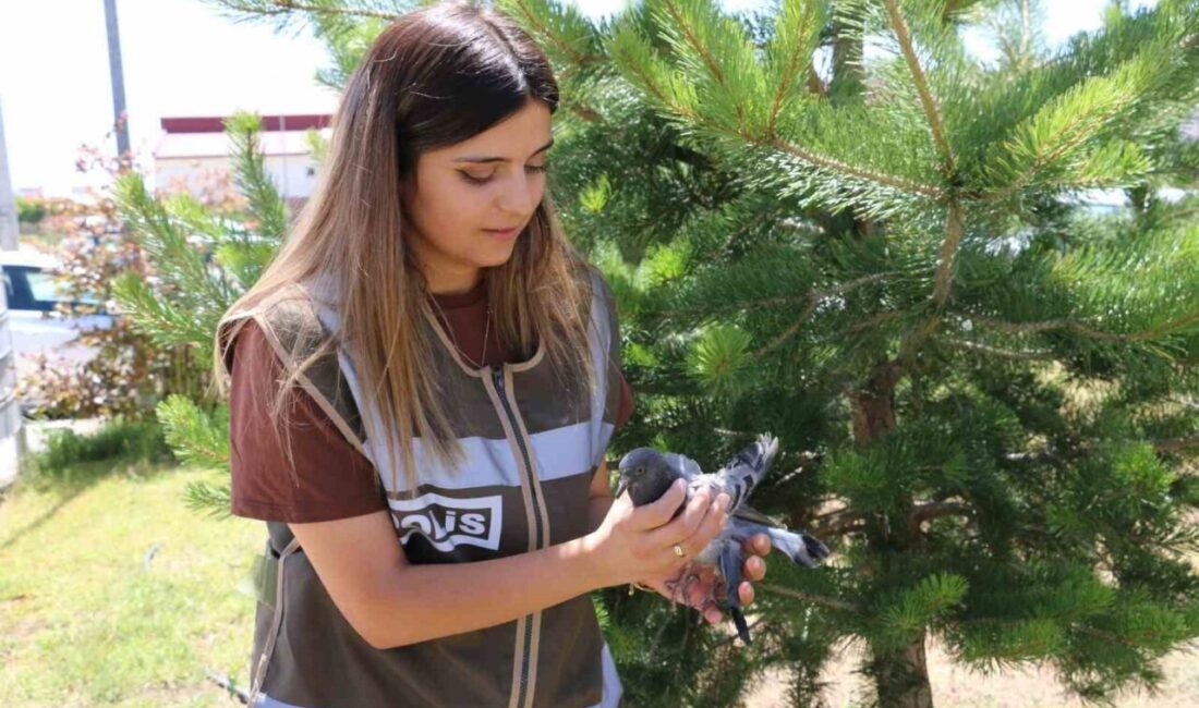 Erzincan’da yaralı halde bulunan güvecine polisler sahip çıktı. İl Emniyet