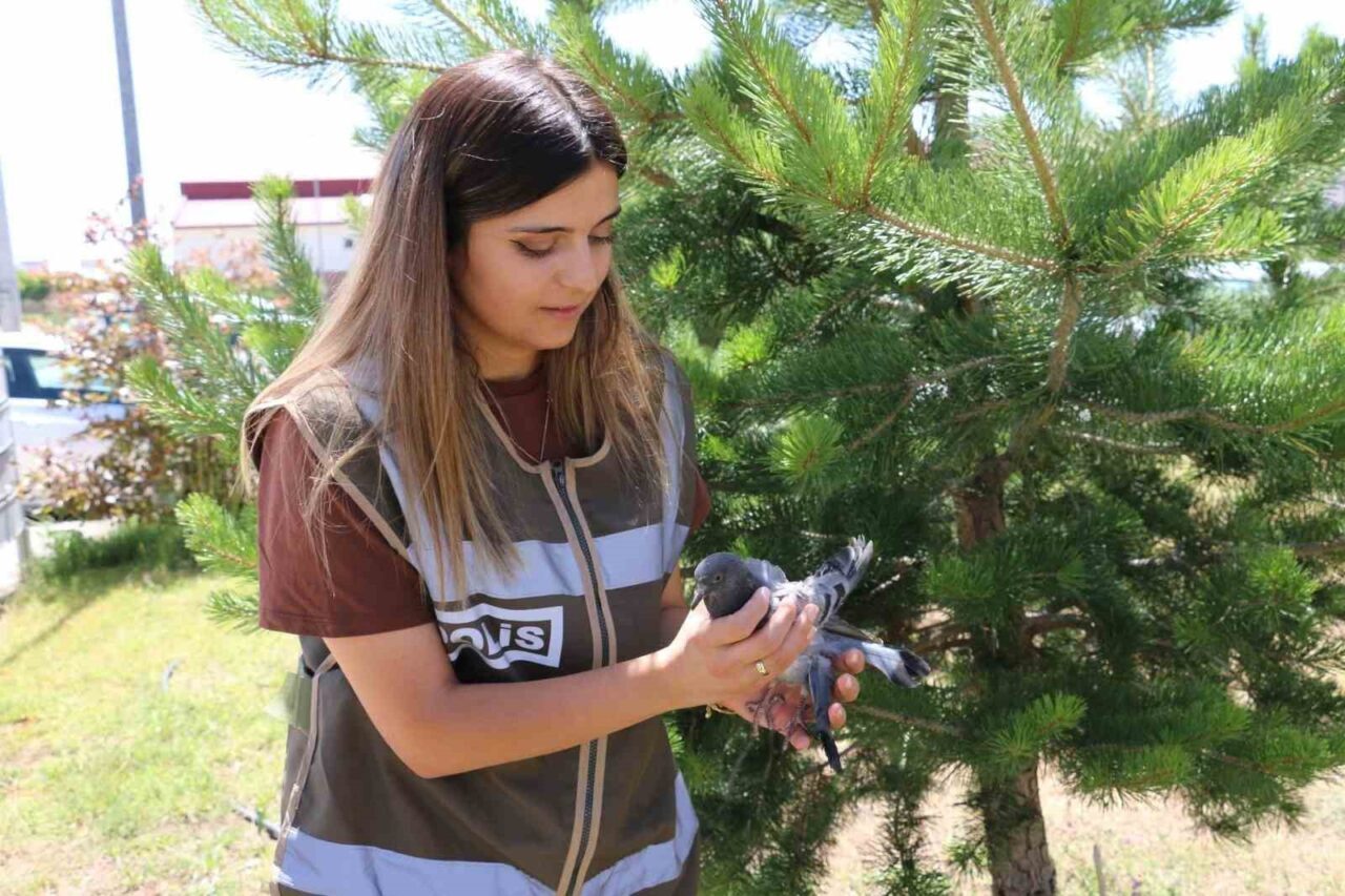 Erzincan’da yaralı halde bulunan güvecine polisler sahip çıktı. İl Emniyet