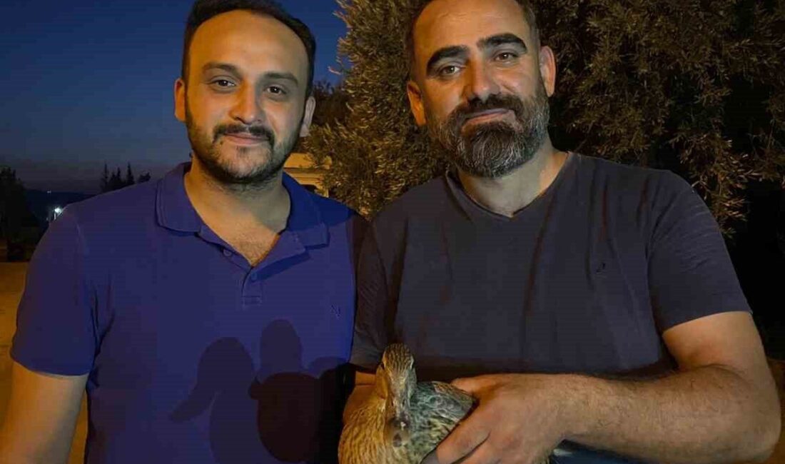 Manisa’nın Sarıgöl ilçesinde duyarlı bir vatandaş tarafından bulunan yaralı yaban