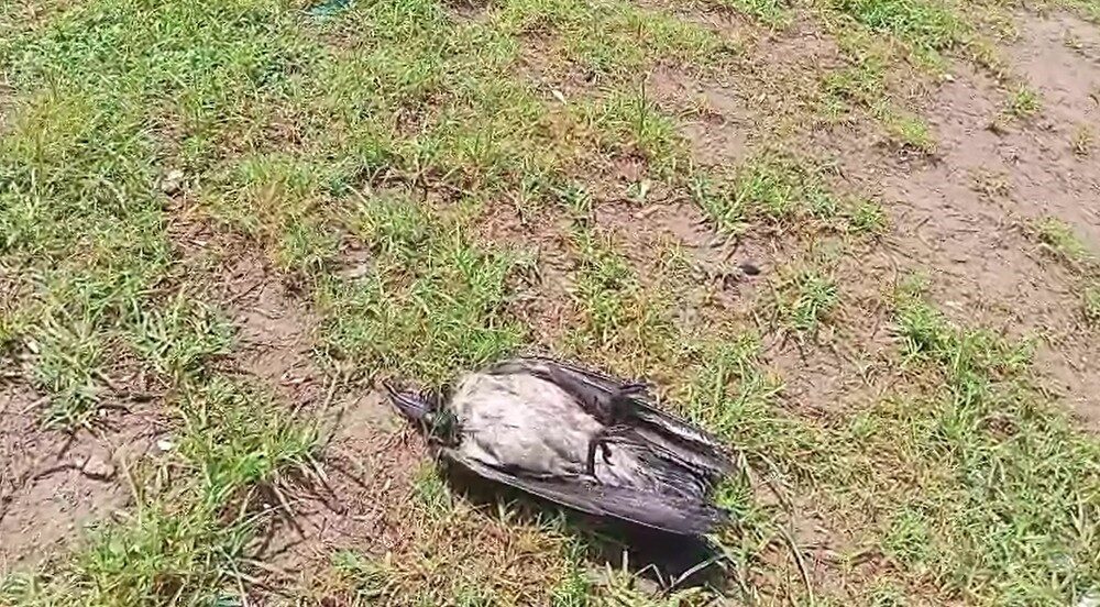 Antalya’nın Serik ilçesinde alçaktan uçup ses çıkaran kargalar, vatandaşların dikkatini