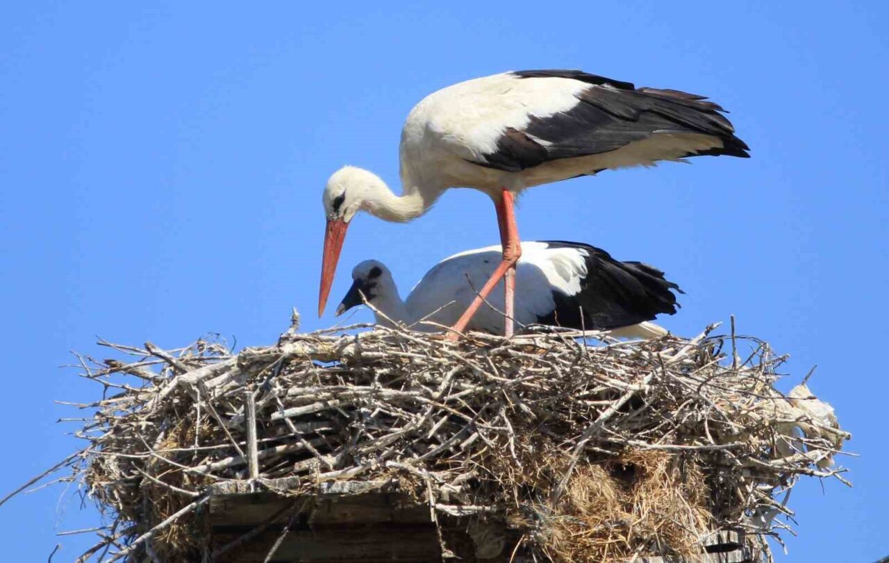 Bursa’nın Mustafakemalpaşa ilçesinin “Manda köyü” olarak bilinen Karaoğlan Köyü, bölgenin